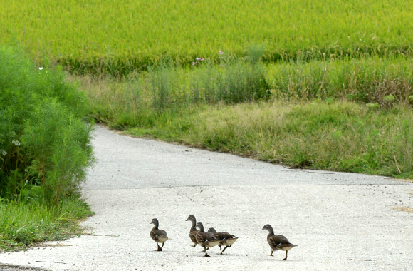 7일 경남 거창군 위천면 상천리 서덕들에 청둥오리 다섯 마리가 먹이를 찾아 가을 들녘으로 향하고 있다.  거창군청 제공=연합뉴스