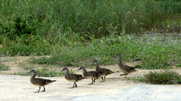 7일 경남 거창군 위천면 상천리 서덕들에 청둥오리 다섯 마리가 먹이를 찾아 가을 들녘으로 향하고 있다.  거창군청 제공=연합뉴스