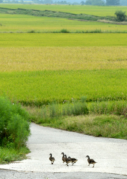 7일 경남 거창군 위천면 상천리 서덕들에 청둥오리 다섯 마리가 먹이를 찾아 가을 들녘으로 향하고 있다.  거창군청 제공=연합뉴스