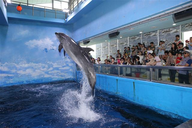 돌고래가 울산 남구 장생포 고래생태체험관을 찾은 관광객들 앞에서 점프를 하고 있다.