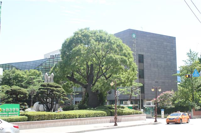 이화여자외국어고 정문 앞에 버티고 서 있는 회화나무.