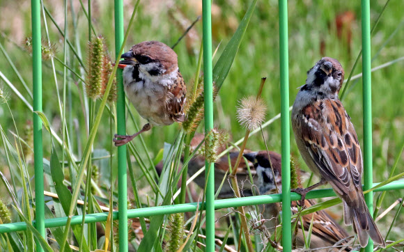 참새의 가을만찬