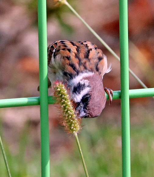 참새의 가을만찬