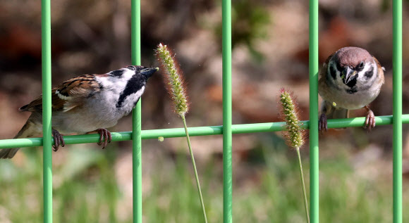 참새의 가을만찬