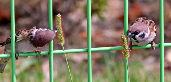 참새의 가을만찬