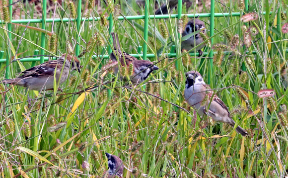 참새의 가을만찬