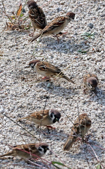 참새의 가을만찬
