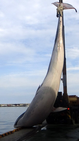 25일 낮 12시 30분께 경북 포항시 남구 구룡포 남동쪽 16마일 해상에서 참고래로 보이는 길이 11.6?짜리 대형 고래 1마리가 죽은 채 발견됐다.  포항해경 제공=연합뉴스