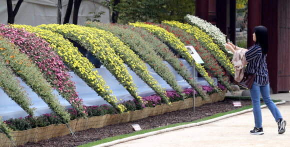 국화에 매료되다