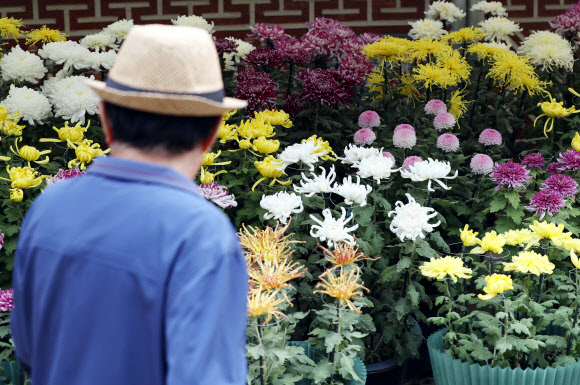 국화…시선을 훔치다