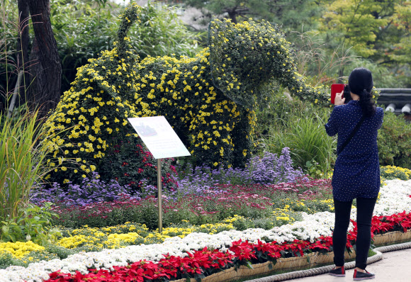 국화에 매료되다