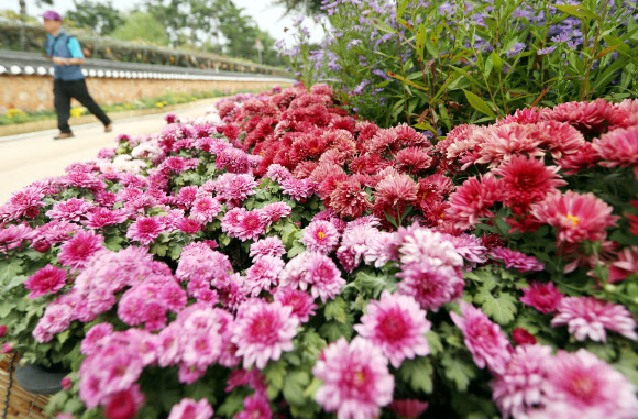 화려한 색 뽐내는 국화