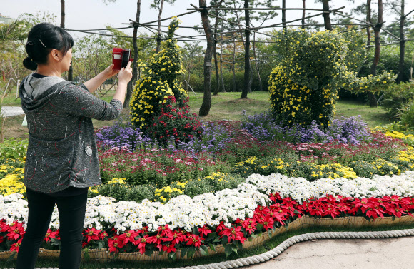 ’국화 너무 예뻐요’