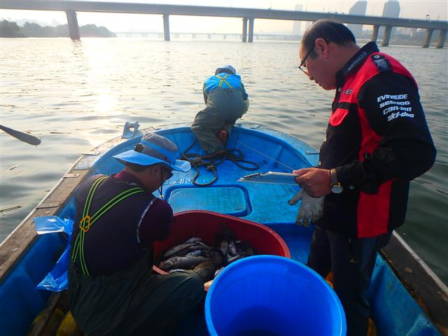 서울시 한강사업본부 환경과 직원들이 지난 24일 한강 밤섬 하류 구간에서 그물에 걸린 어류들을 확인해 종류별로 나누고 있다.
