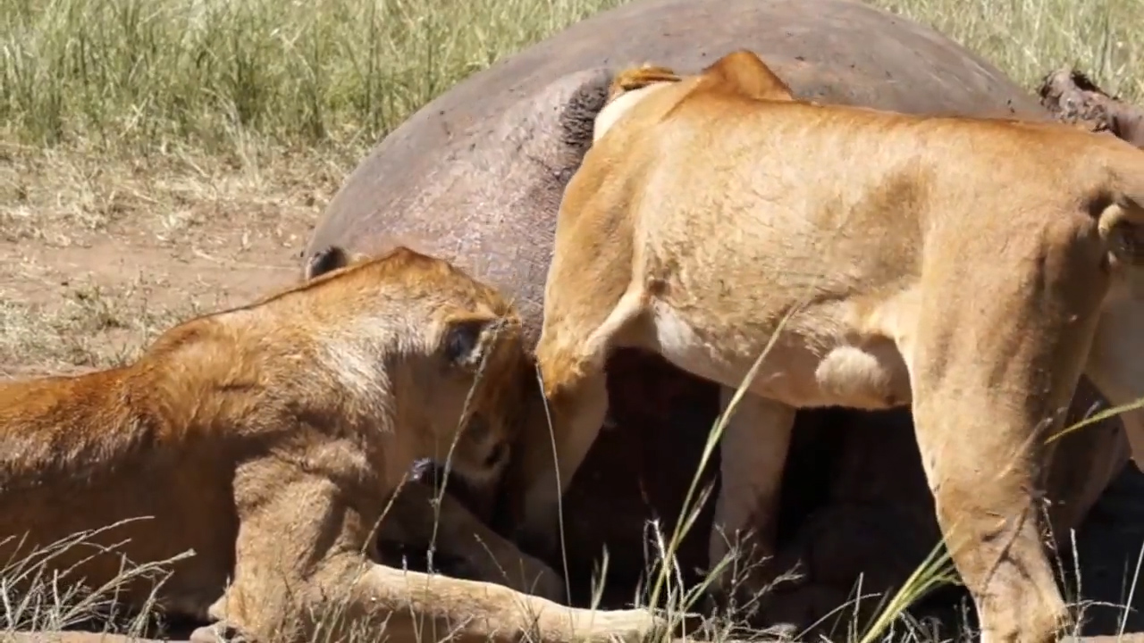 유튜브 영상 캡처