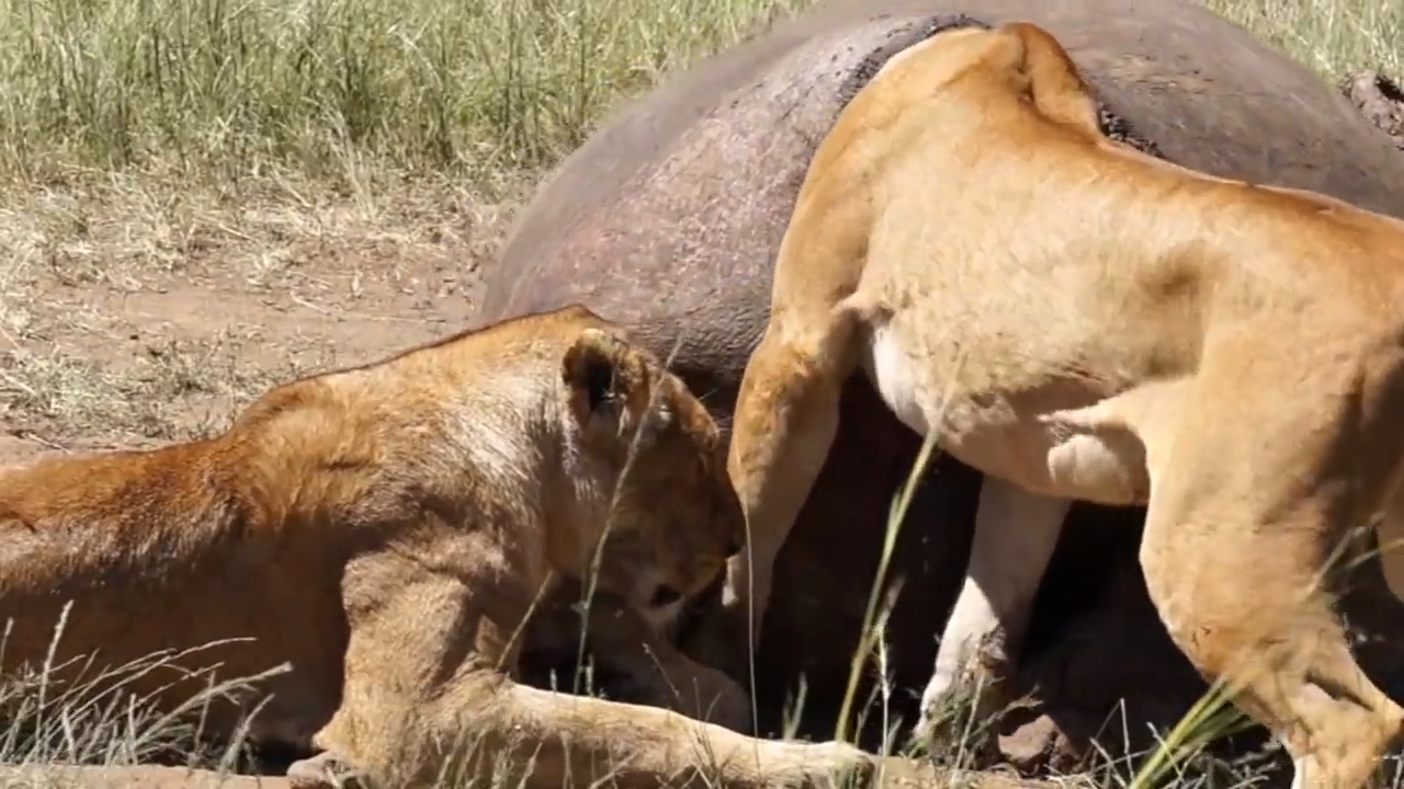 유튜브 영상 캡처