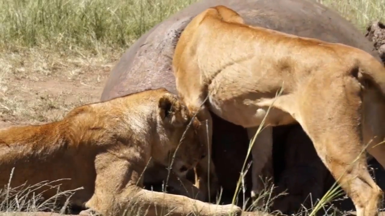 유튜브 영상 캡처