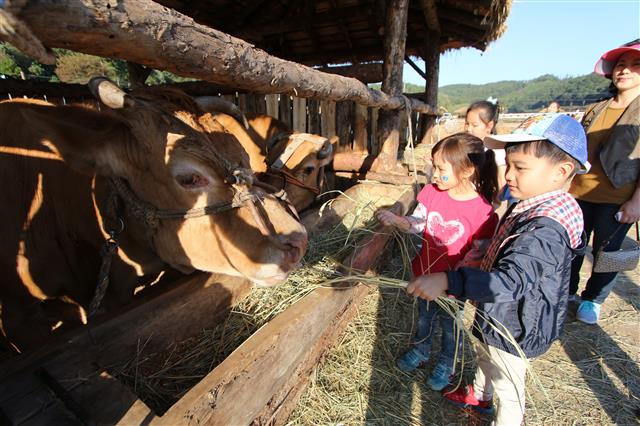 지난해 열린 횡성한우축제장에 마련된 한우외양간에서 어린이들이 먹이주기 체험을 하고 있다.