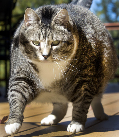 29일(현지시간) 미국 뉴햄프셔주 워터빌 밸리에 위치한 실버 폭스 인(Silver Fox Inn)에서 뚱뚱한 고양이 ‘로건’이 걷고 있다. 약 14kg에 달하는 ‘로건’은 최근 인터넷 상에서 큰 인기를 모으고 있다. AP 연합뉴스