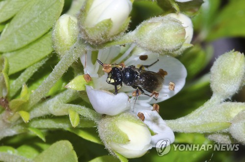 미국에서 멸종위기종으로 지정된 하와이 토종 꿀벌. AP 연합뉴스