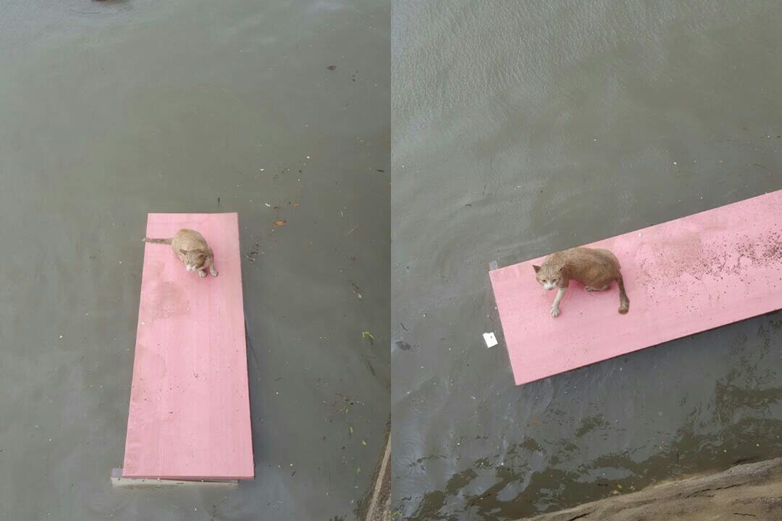 태풍 ‘차바’로 물에 빠진 고양이를 구하는 부산 시민들. 온라인 커뮤니티 ‘뽐뿌’ sonsamaa
