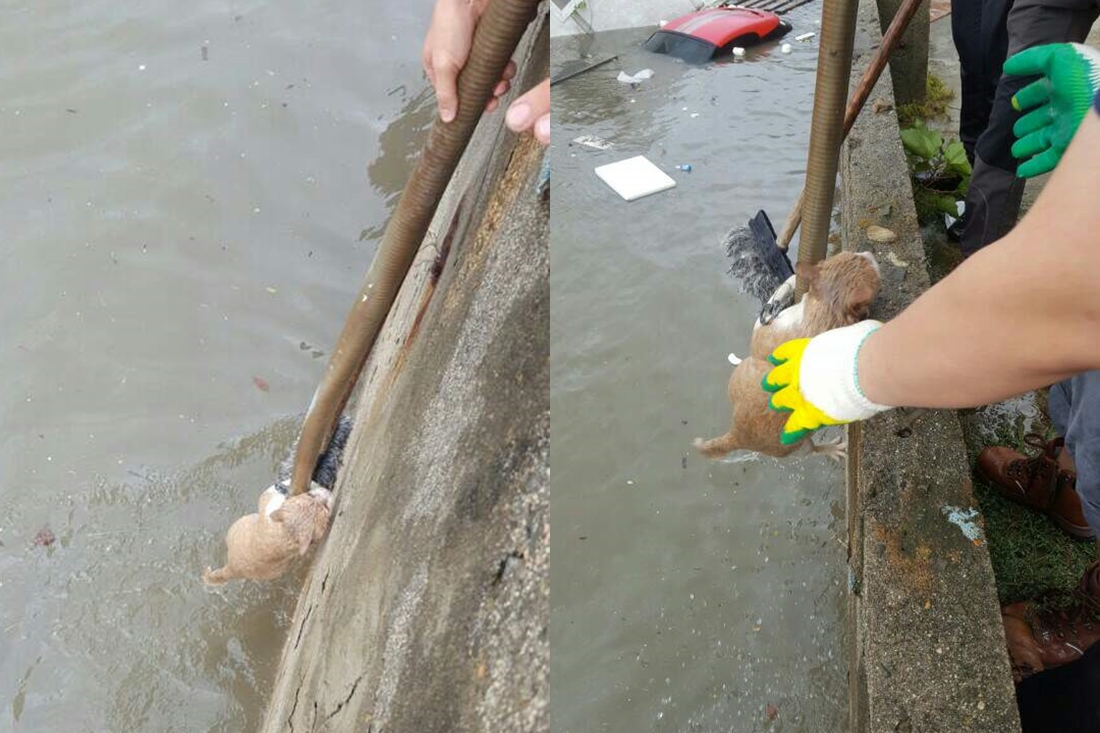 태풍 ‘차바’로 물에 빠진 고양이를 구하는 부산 시민들. 온라인 커뮤니티 ‘뽐뿌’ sonsamaa