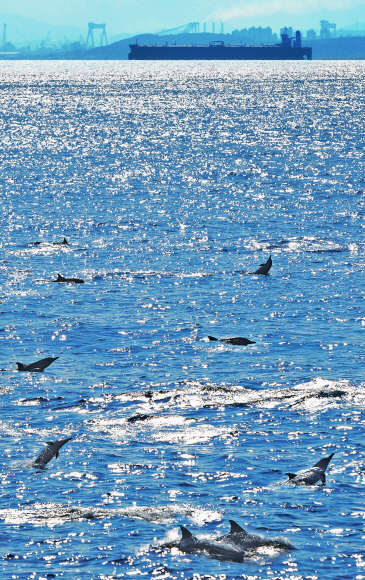 울산 앞바다에 서식하는 돌고래 무리들이 군무를 선보이고 있다.