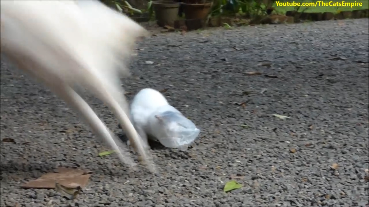 유튜브 영상 캡처