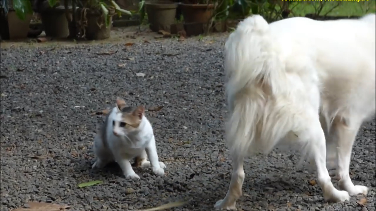 유튜브 영상 캡처