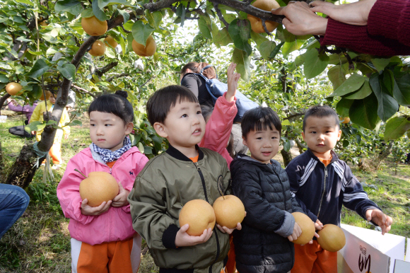 11일 ’황실배 수확 및 이웃나눔’ 행사가 서울 봉화산근린공원 내 자연체험공원에서 열려 행사에 참여한 어린이들이 황실배를 수확하고 있다. 중랑구가 배나무밭 분양 사업의 일환으로 관내 어린이집과 함께 진행된 이번 행사는 아이들이 수확한 황실배 중 일부를 지역 내 홀몸어르신, 저소득 취약 가정에 전달할 예정이다. 2016.10.11. 이언탁기자 utl@seoul.co.kr