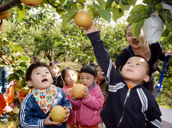 11일 ’황실배 수확 및 이웃나눔’ 행사가 서울 봉화산근린공원 내 자연체험공원에서 열려 행사에 참여한 어린이들이 황실배를 수확하고 있다. 중랑구가 배나무밭 분양 사업의 일환으로 관내 어린이집과 함께 진행된 이번 행사는 아이들이 수확한 황실배 중 일부를 지역 내 홀몸어르신, 저소득 취약 가정에 전달할 예정이다. 2016.10.11. 이언탁기자 utl@seoul.co.kr