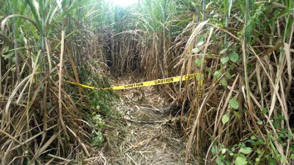필리핀서 한인 3명 총격 피살. 한국인 3명이 피살된 채 발견된 사탕수수밭