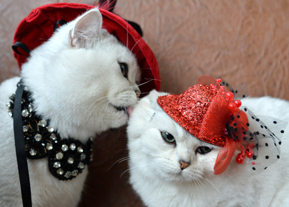 16일(현지시간) 키르기스스탄 비슈케크에서 열린 고양이 전시회에 스코티시 숏헤어 고양이 두 마리가 빨간 모자로 한껏 멋을 내고 전시회장에 등장했다. AFP 연합뉴스