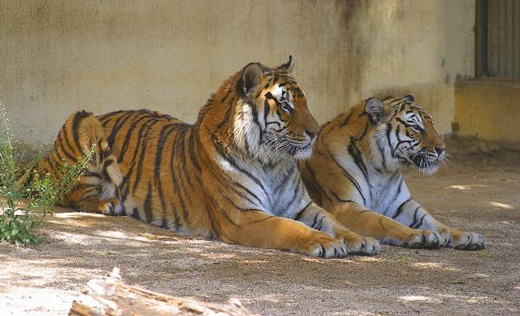 백두산 호랑이.  서울신문 포토라이브러리