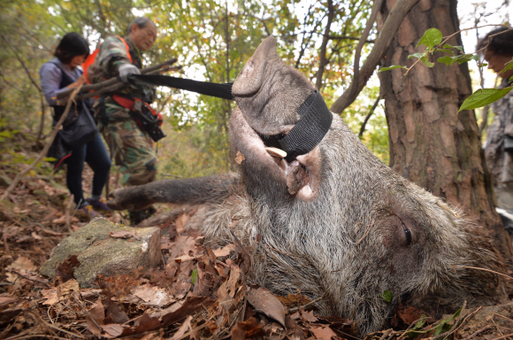 엽사들이 19일 서울 북한산 자락에서 사살한 멧돼지를 산 아래로 끌어내리고 있다. 박지환 기자 popocar@seoul.co.kr