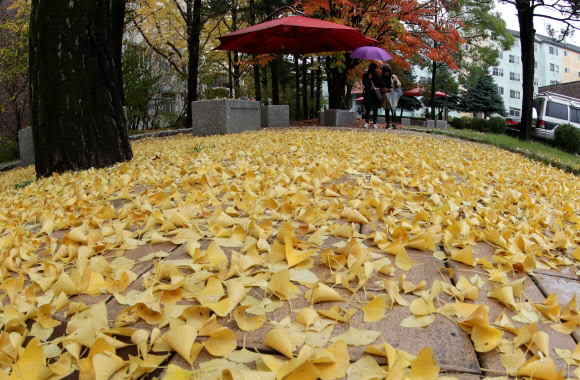 깊어가는 가을 캠퍼스