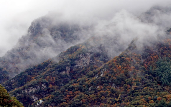 안개가 덮힌 단풍산
