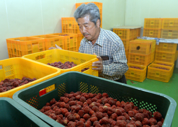 한 조합원이 꾸지뽕 열매를 냉동 보관하고 있다.  밀양 최해국 선임기자 seaworld@seoul.co.kr