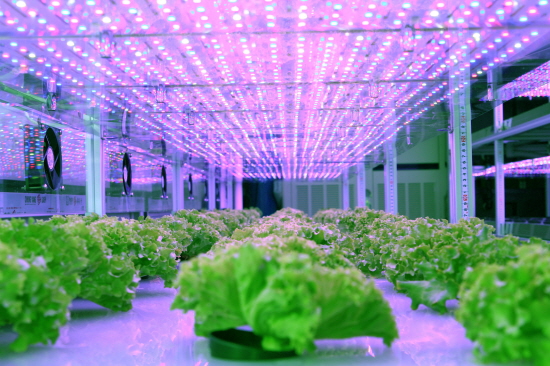 농경지가 감소해 가고 있는 요즘, LED 광원을 이용한 실내 인공재배는 자연환경이나 기후의 영향을 받지 않고 안정적으로 작물을 생산할 수 있는 획기적인 재배방식으로 꼽힌다. 엔에스엘이디 제공.
