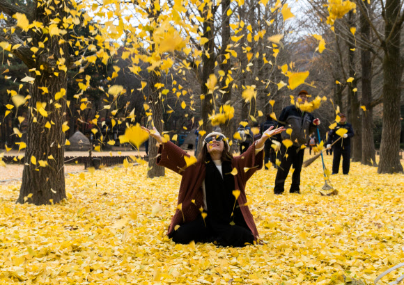 남이섬 ’송파은행길’