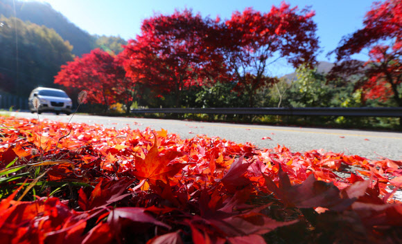 산청 밤머리재 홍단풍 절정
