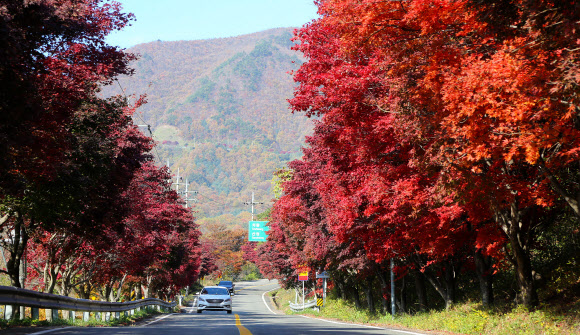 산청 밤머리재 홍단풍 절정