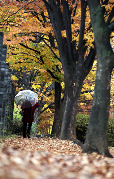 가을비 내리는 날
