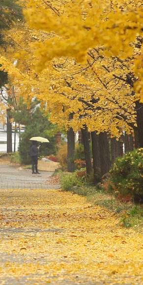 그래도 가을은 간다