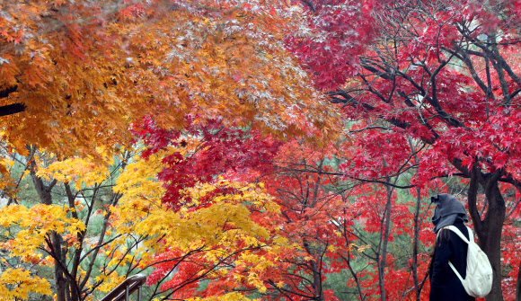 깊어가는 가을 캠퍼스