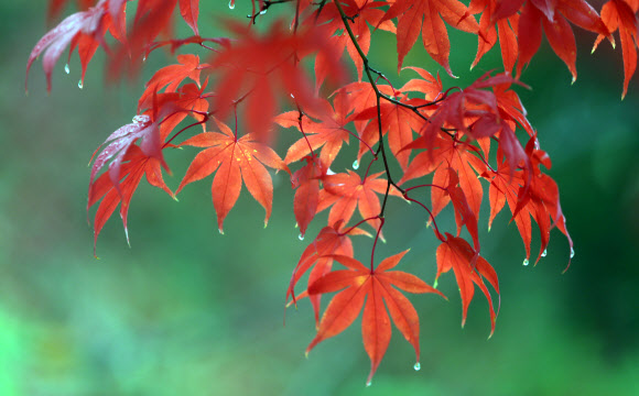 깊어가는 가을 캠퍼스