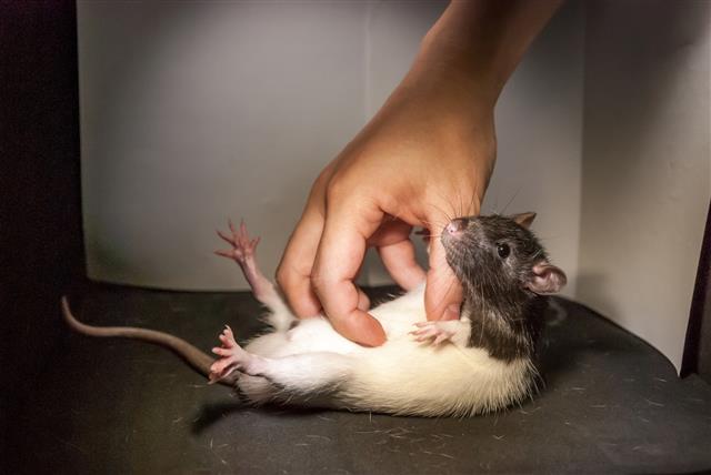독일 훔볼트대 연구진이 간지럼에 반응하는 뇌부위를 찾기 위해 생쥐의 배를 간지르고 있다. 사이언스 제공