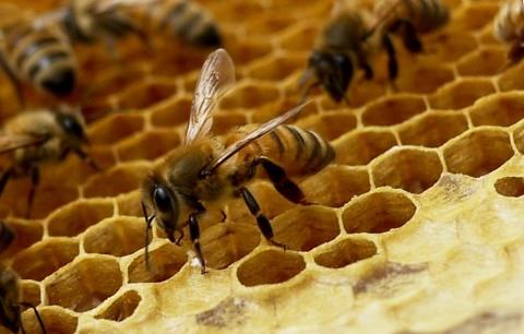 최근 꿀벌의 급격한 개체수 감소가 전 세계 곳곳에서 보고되고 있을 정도로 심각한데 그 원인 중 하나로 서식지 감소가 꼽히고 있다. 수학은 꿀벌이 살기 좋은 부지 적합성을 예측하는 데도 활용되고 있다. 위키피디아 제공