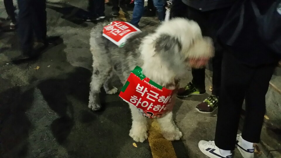 19일 서울 광화문광장에서 열린 4차 촛불집회에 참석한 반려견이 ‘박근혜는 하야하라’ 팻말을 붙이고 있다. 홍인기 기자 ikik@seoul.co.kr