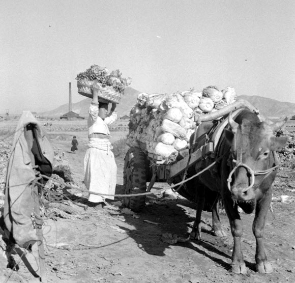 1957년 한 할머니가 김장 준비를 위해 배추를 소달구지에 싣는 모습. 국가기록원 제공
